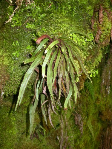 Oreogrammitis hookeri observed 2008-10-23