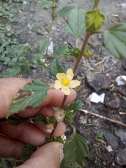 Malvastrum coromandelianum