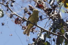 Vireo hypochryseus sordidus