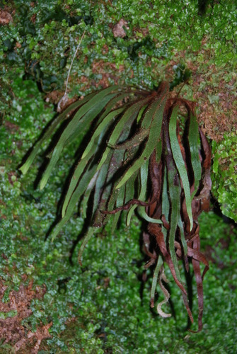 Oreogrammitis hookeri observed 2010-06-08