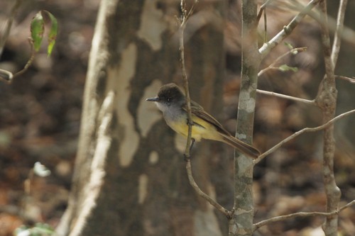 Dusky-capped Flycatcher