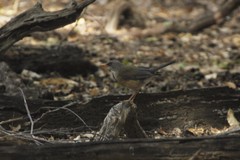 Turdus rufopalliatus graysoni