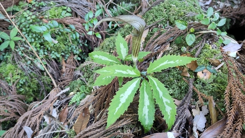 Arisaema kishidae iNat (2)