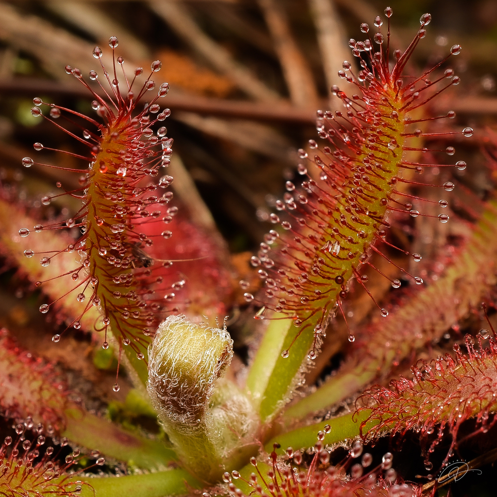 Drosera latifolia (Eichler) Gonella & Rivadavia