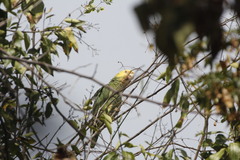 Amazona oratrix tresmariae