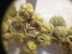 Ayenia tomentosa