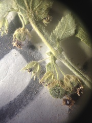 Ayenia tomentosa