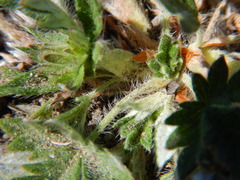 Potentilla arenosa