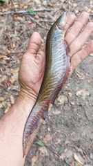 Banded Knifefish photo 2