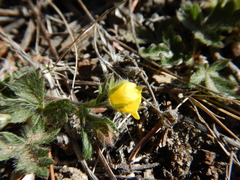 Potentilla arenosa