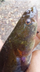Banded Knifefish photo 1