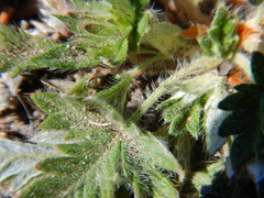 Potentilla arenosa