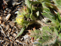 Potentilla arenosa
