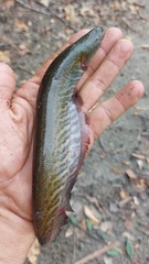 Banded Knifefish photo 3