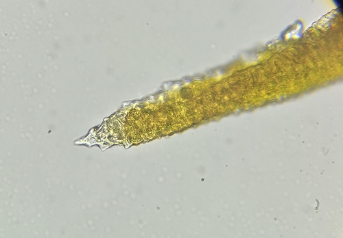 Image of Husnotiella sinuosa by (c) Helen Waterman, some rights reserved (CC BY)