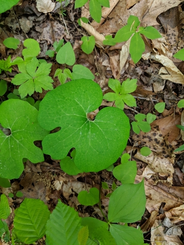Lost Branch Trail #239