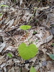 Aristolochia macrophylla