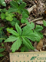 Hydrophyllum tenuipes