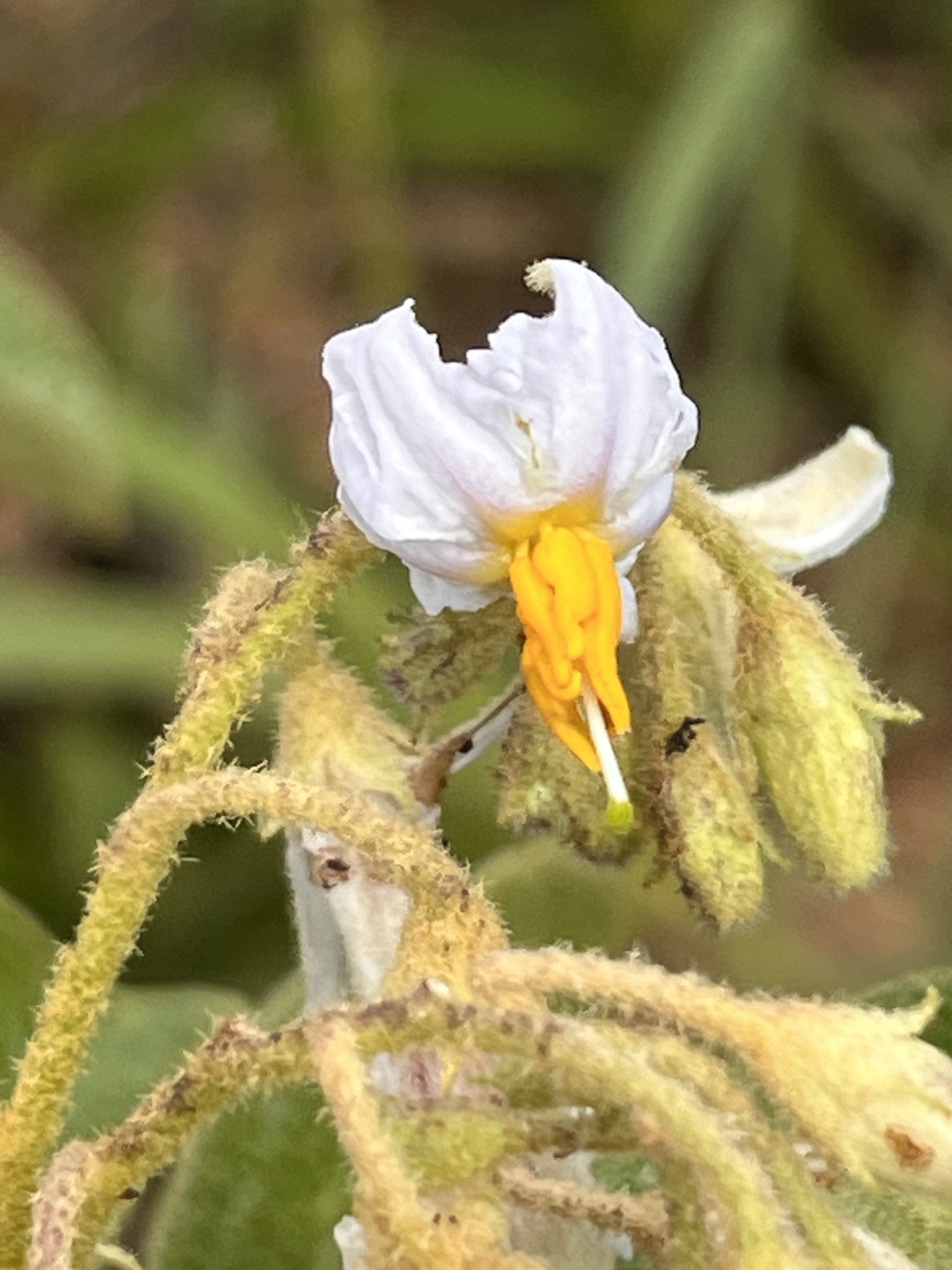 Imagem de Solanum subumbellatum