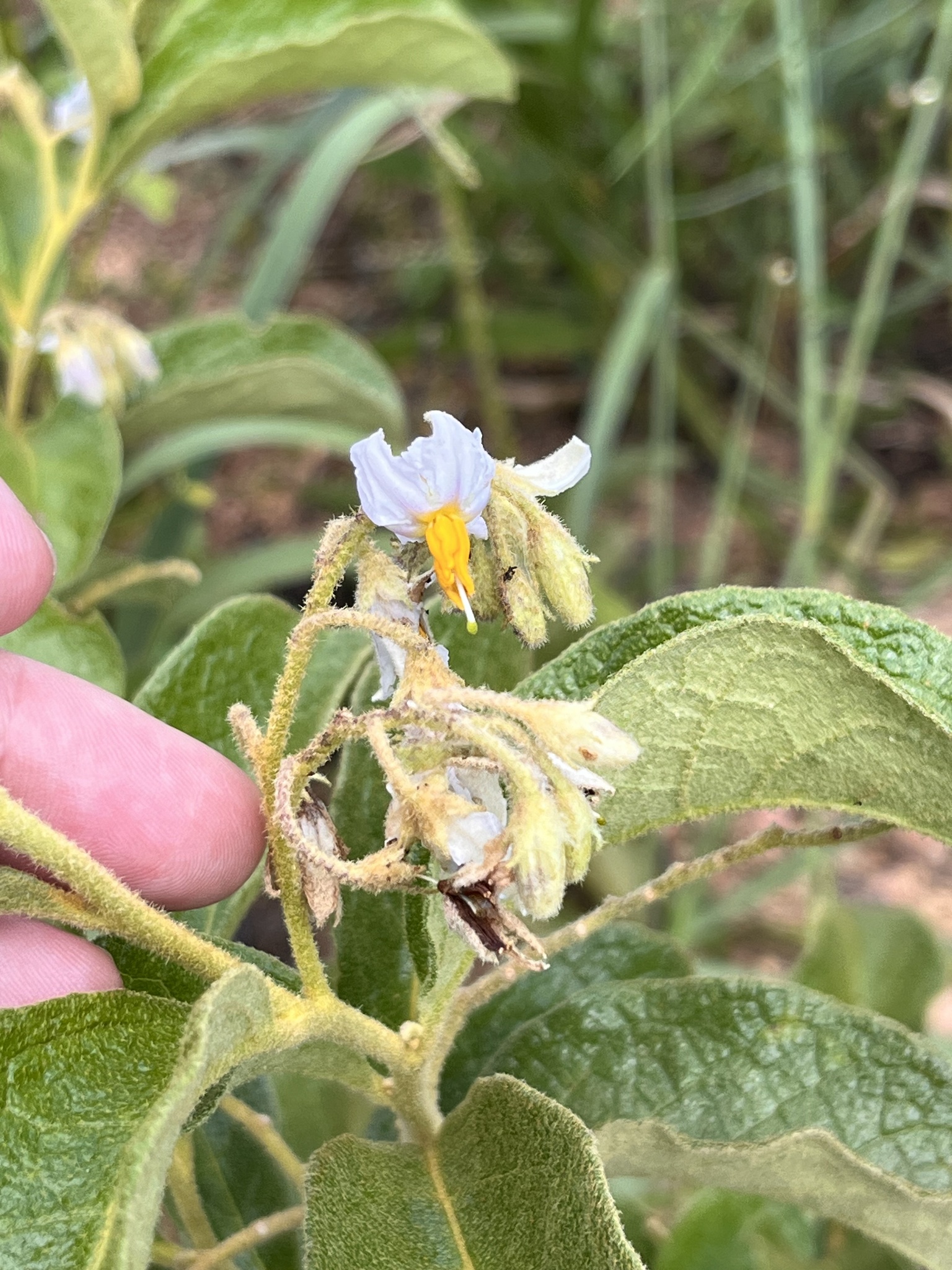 Imagem de Solanum subumbellatum