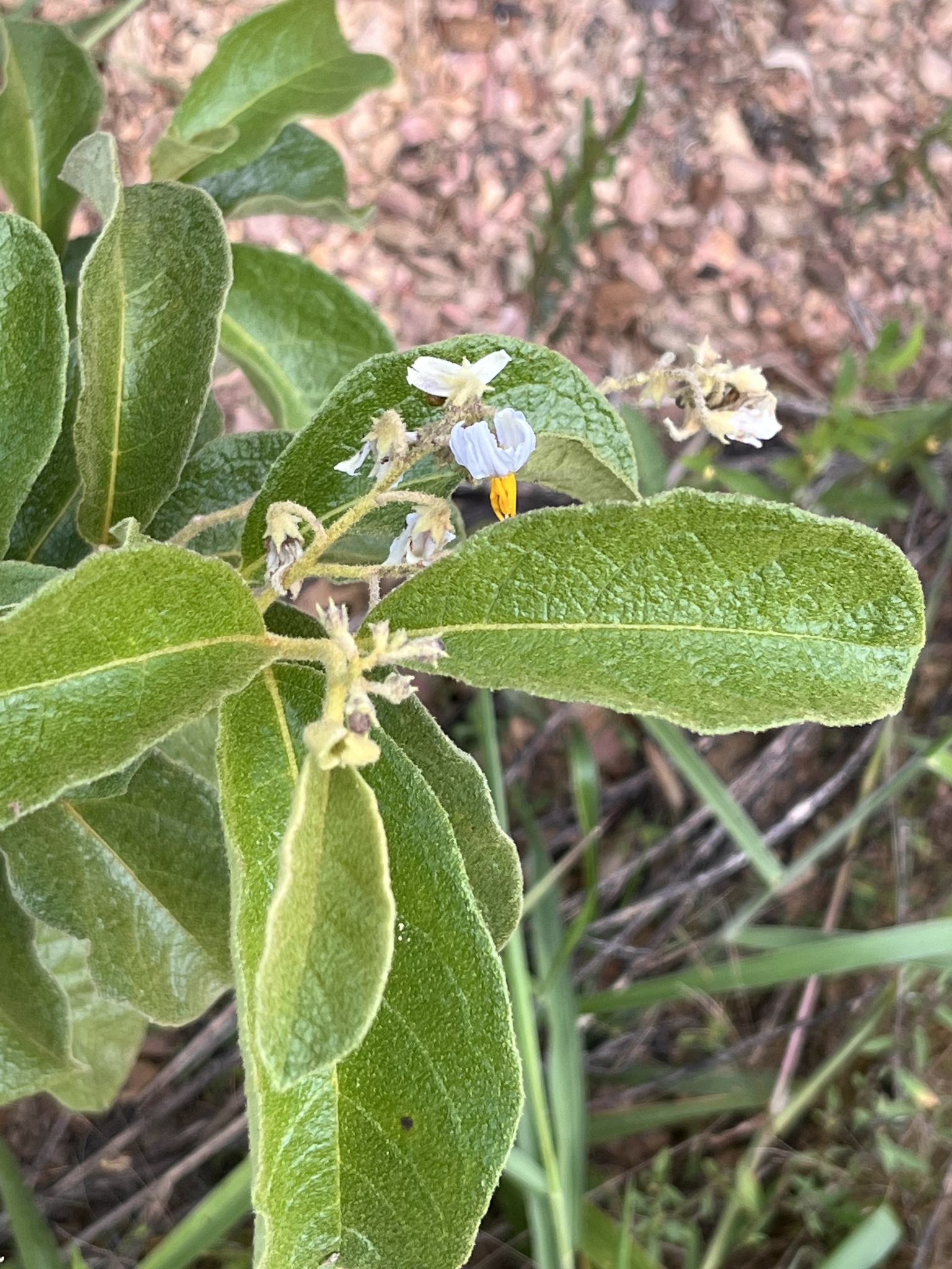 Imagem de Solanum subumbellatum