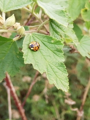 Harmonia axyridis