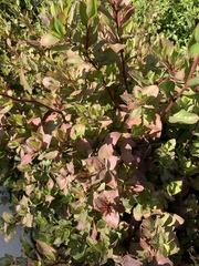 Ceratostigma abyssinicum