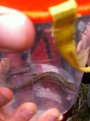 Elgaria coerulea coerulea