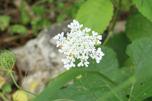 Image of Tordylium Cordatum (Tordylium cordatum) by (c) yelena_antipova, some rights reserved (CC BY)
