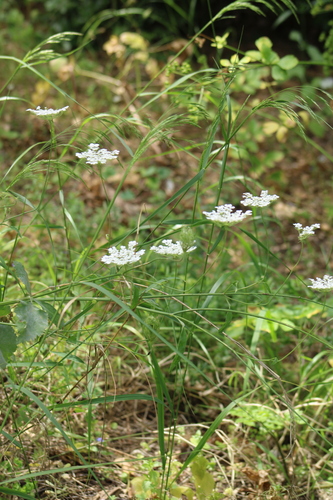 Image of Tordylium Cordatum (Tordylium cordatum) by (c) yelena_antipova, some rights reserved (CC BY)