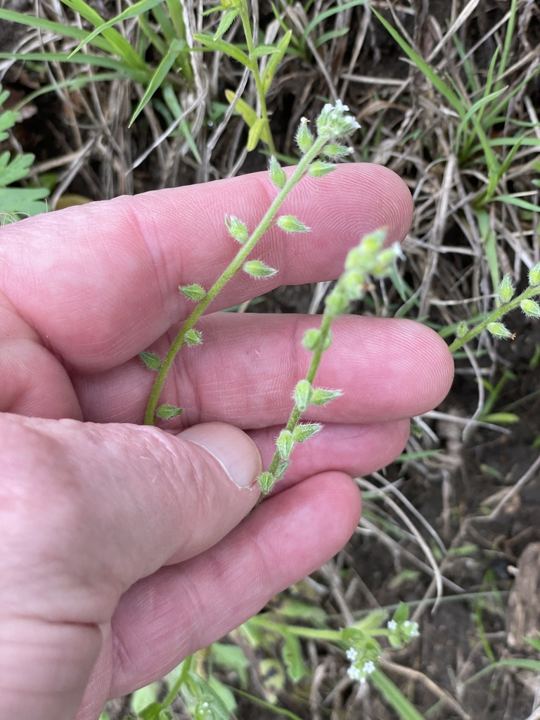 early forget-me-not from Kanawha River, Charleston, WV, US on April 19 ...