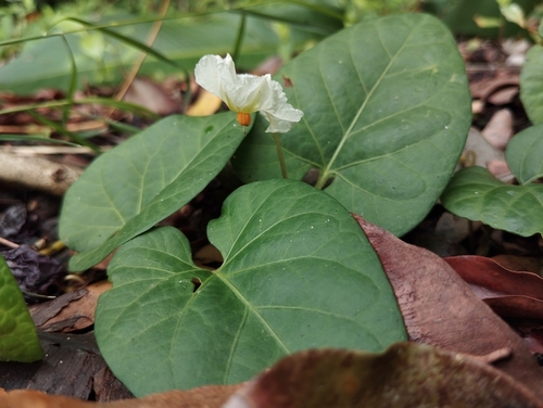 Image of Lycianthes asarifolia by (c) Pablo Cauã da Silva Toledo, some rights reserved (CC BY)
