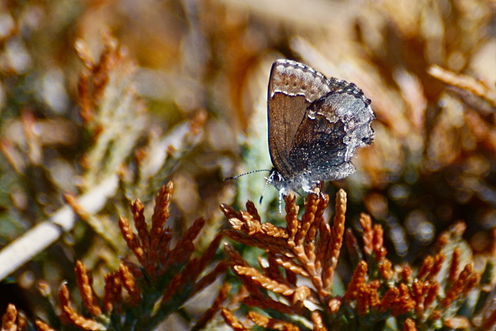 Hoary Elfin