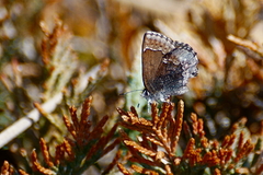 Callophrys polios