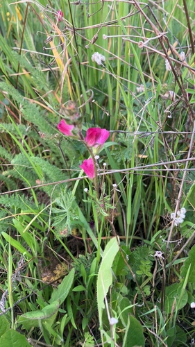 iNaturalist observation photo of checkerbloom