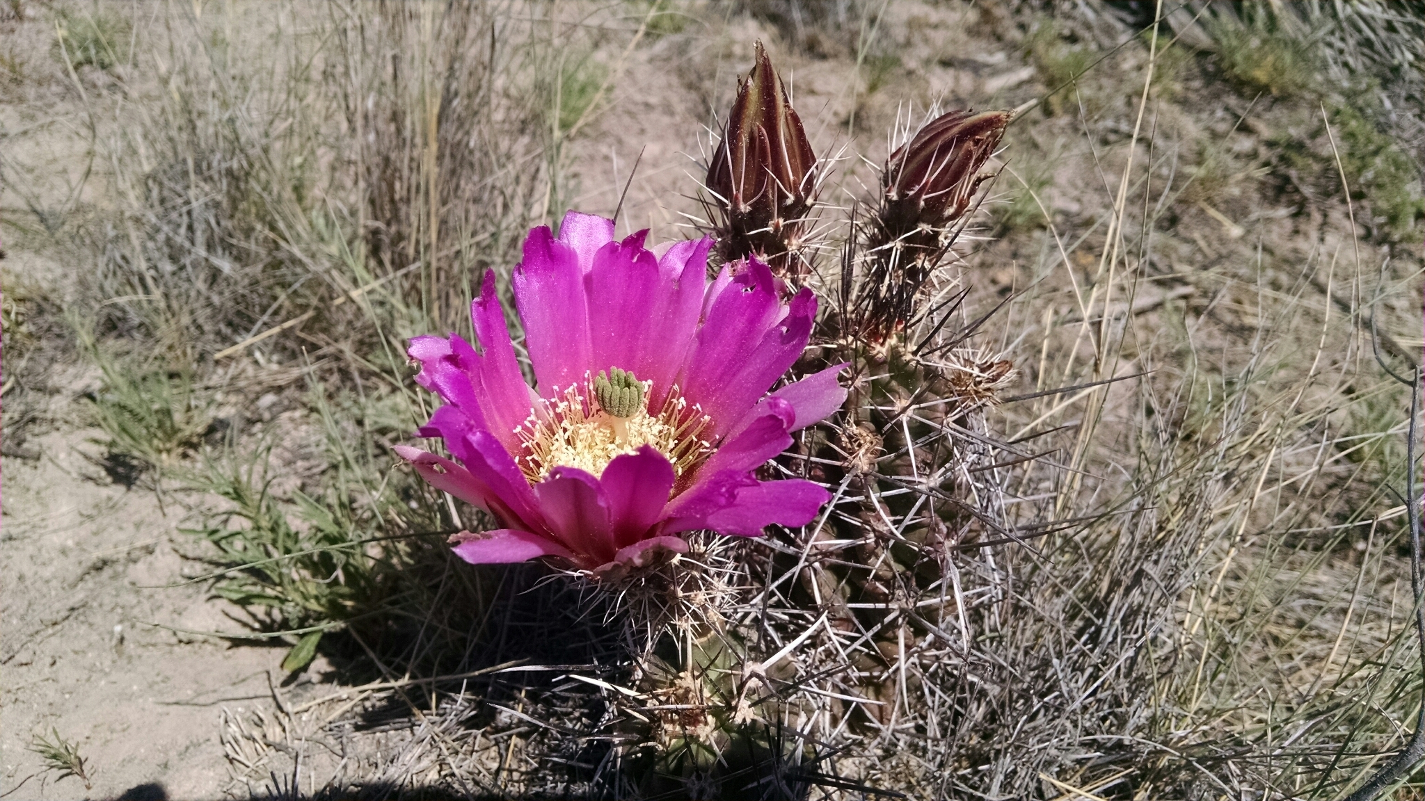 Echinocereus fendleri ssp. fendleri