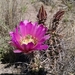 Fendler's Hedgehog Cactus - Photo (c) eastm, some rights reserved (CC BY-SA), uploaded by eastm