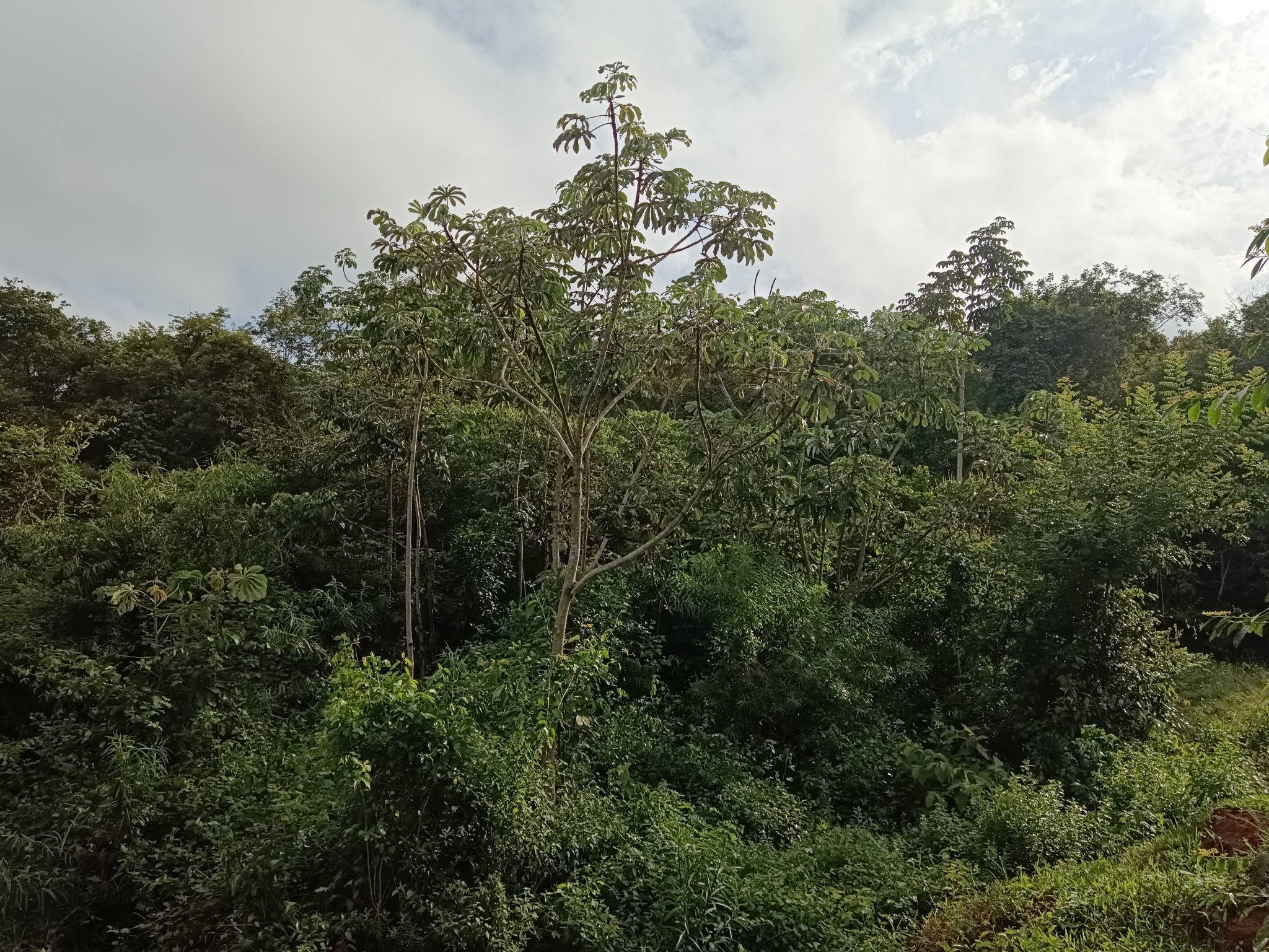 Cecropia pachystachya