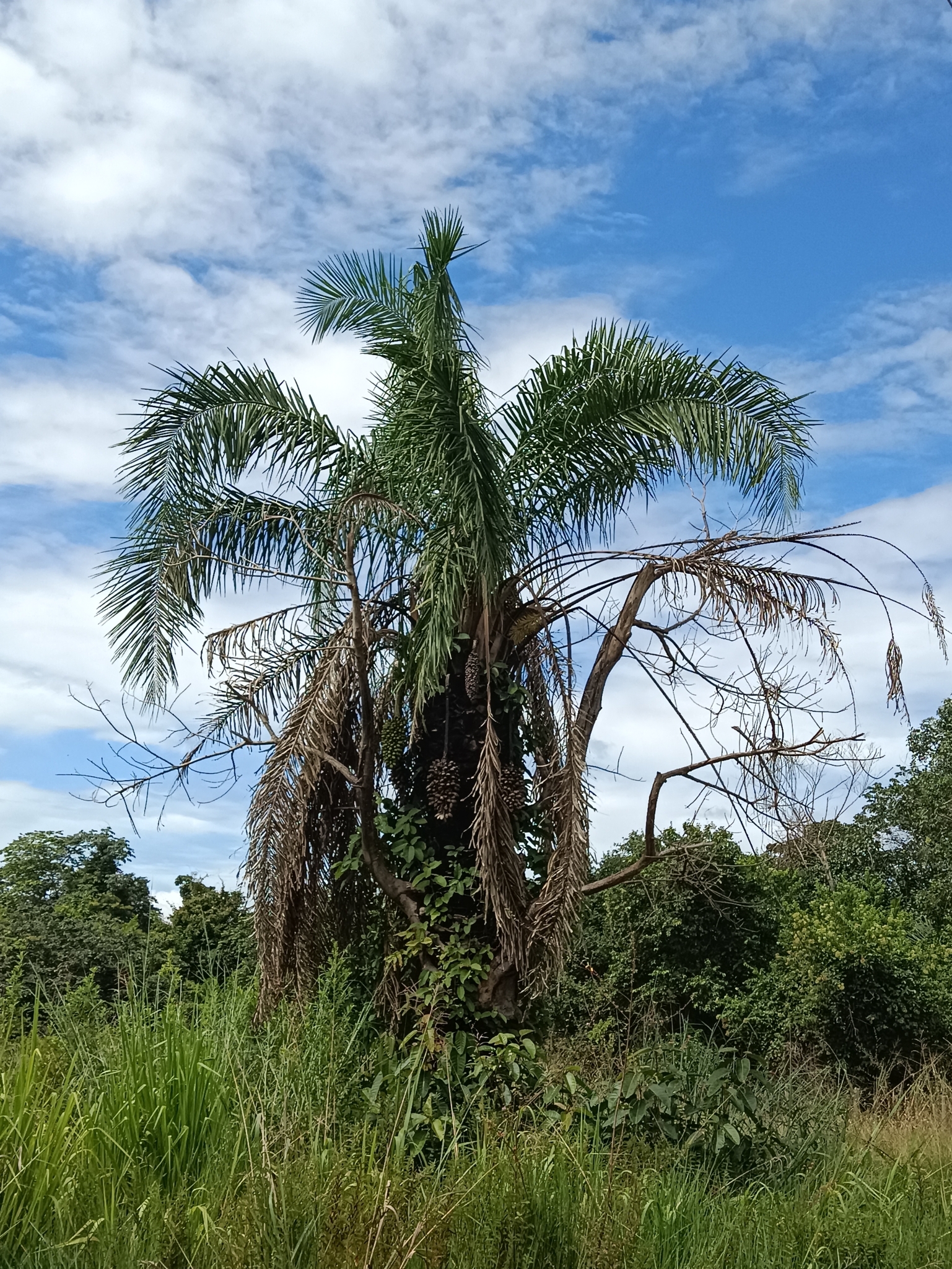 Attalea phalerata
