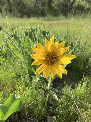 iNaturalist observation photo of Gray Mule-Ears
