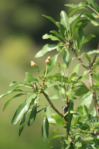 Pyrus syriaca, photograph 1