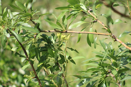 Pyrus syriaca, photograph 2