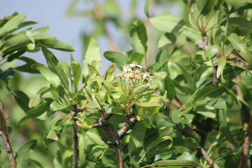 Pyrus syriaca, photograph 3