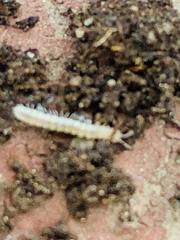 Insecta