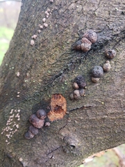 no rights reserved Beech Woodwart