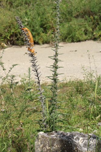 Image of Echium glomeratum by (c) yelena_antipova, some rights reserved (CC BY)