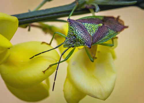 Gudobelinė Skydblakė nuotrauka