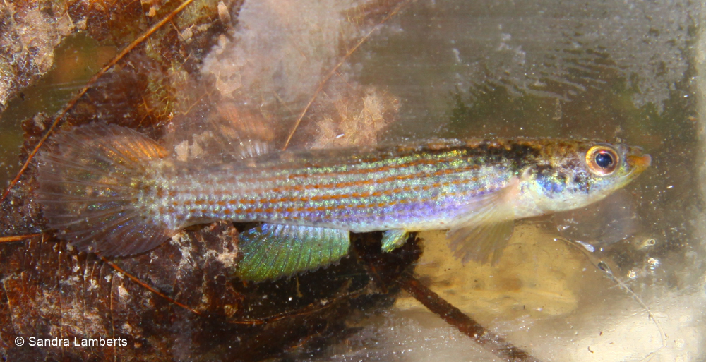 Anablepsoides christinae