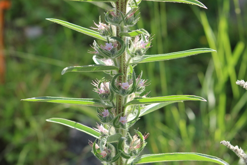 Image of Echium glomeratum by (c) yelena_antipova, some rights reserved (CC BY)