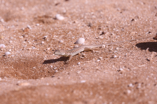 Acanthodactyle de Margarita